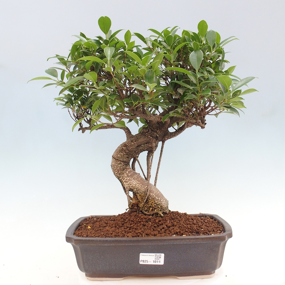 Izbová bonsai - Ficus kimmen - malolistý fikus