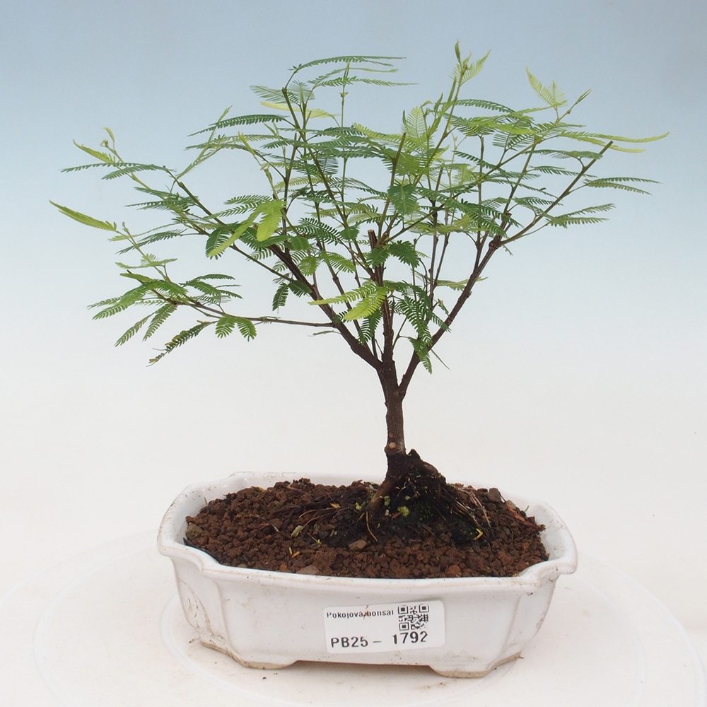 Izbová bonsai-Calliandra surinamensis Dixie Pink-Kaliandra Suriámska