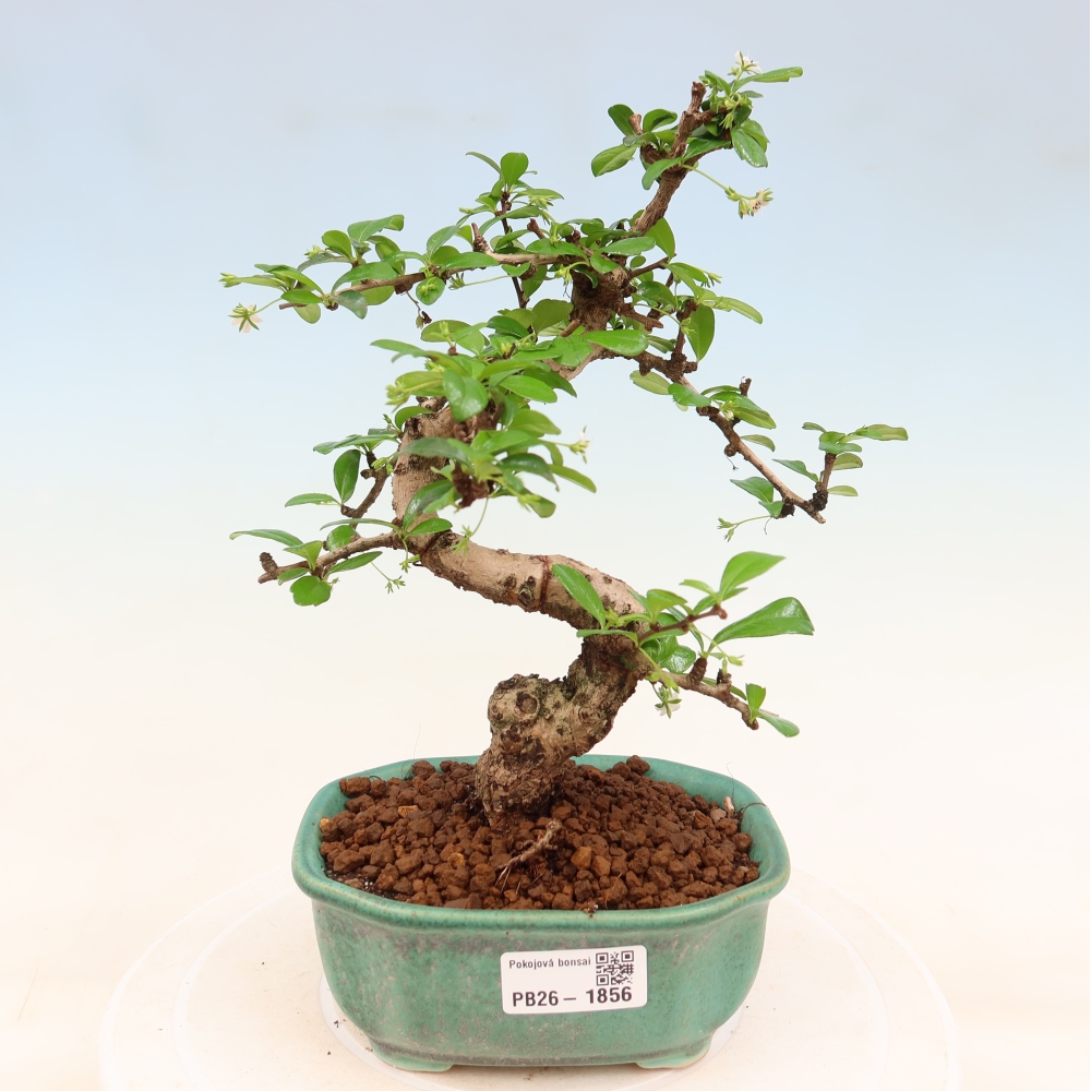 Izbové bonsaje - Carmona macrophylla - Tea fuki