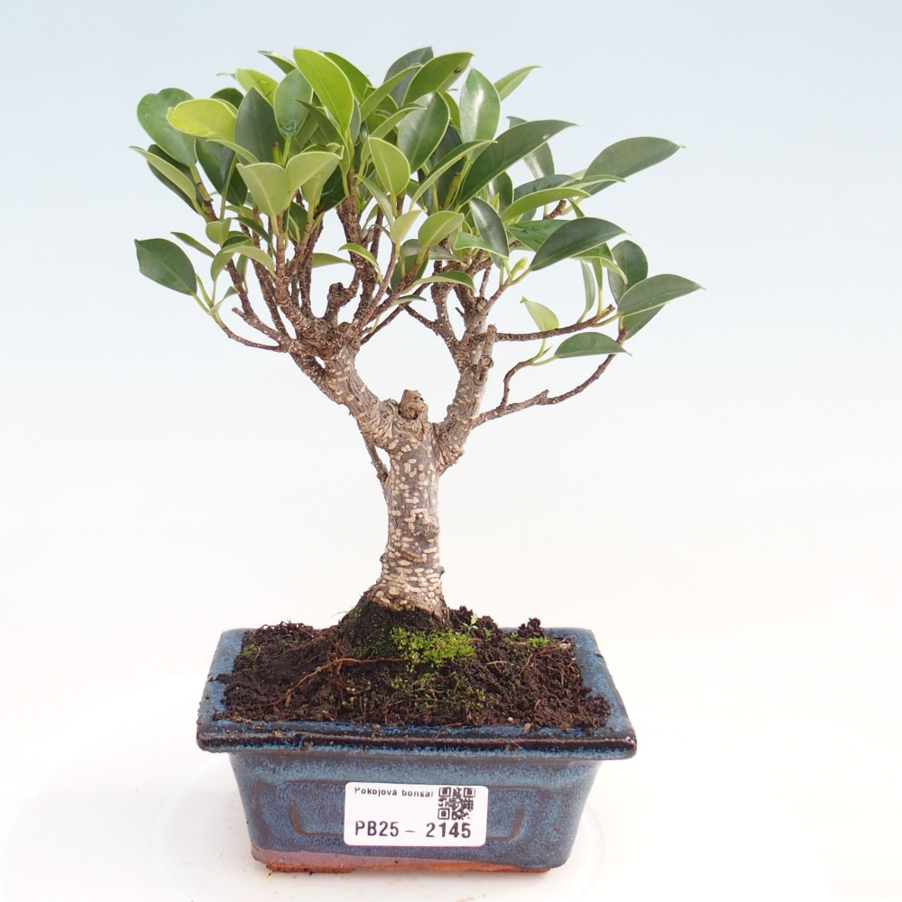 Izbová bonsai - Malolistý fikus - Ficus kimmen