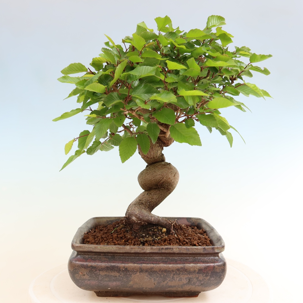 Vonkajší bonsaj -Carpinus coreana - Hrab kórejský