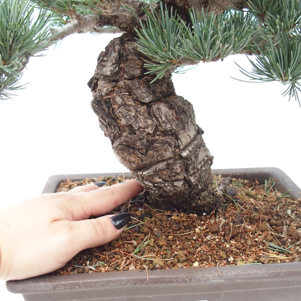 Vonkajšie bonsai - Pinus parviflora - Borovica drobnokvetá
