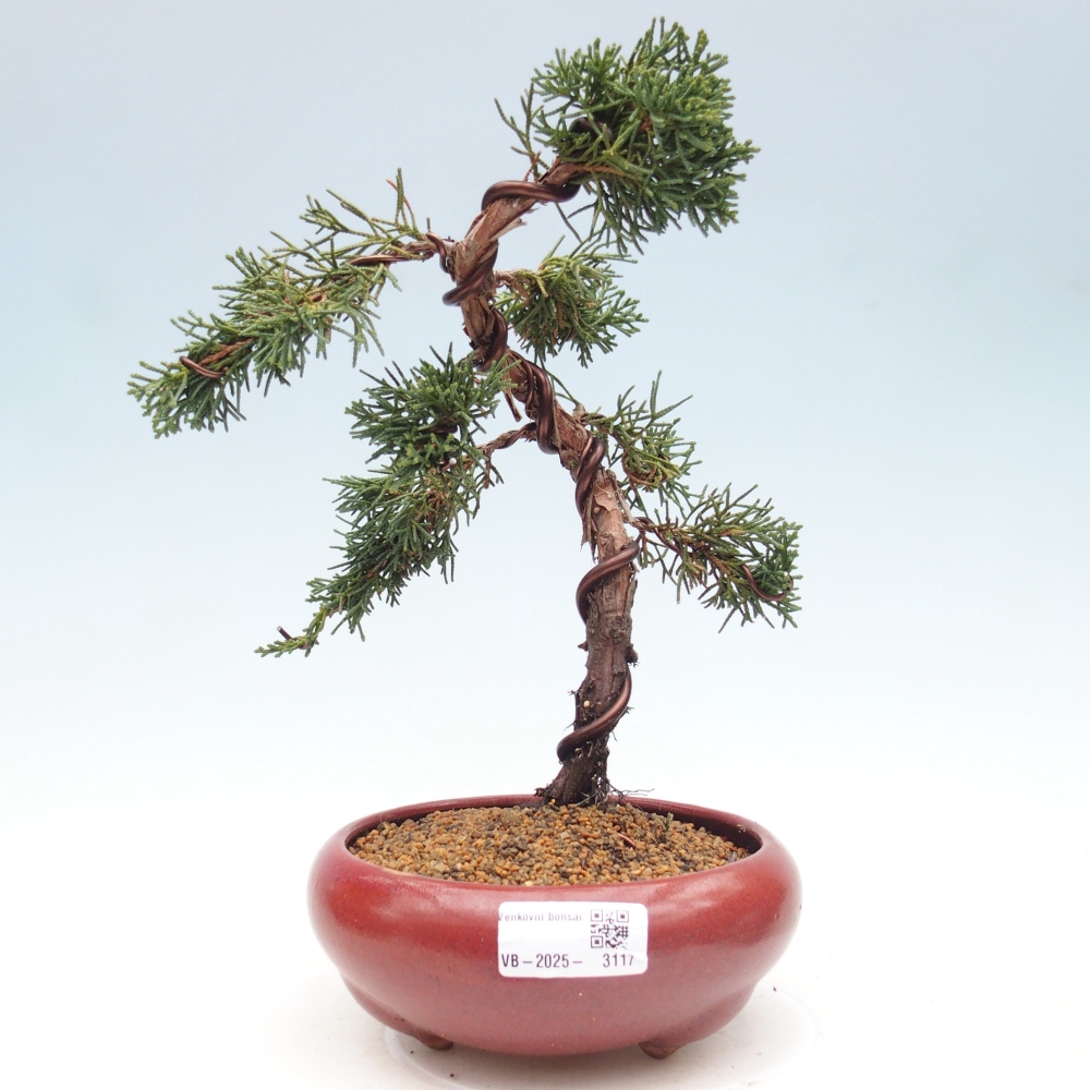 Vonkajší bonsai - Juniperus chinensis Kishu -Jalovec čínsky