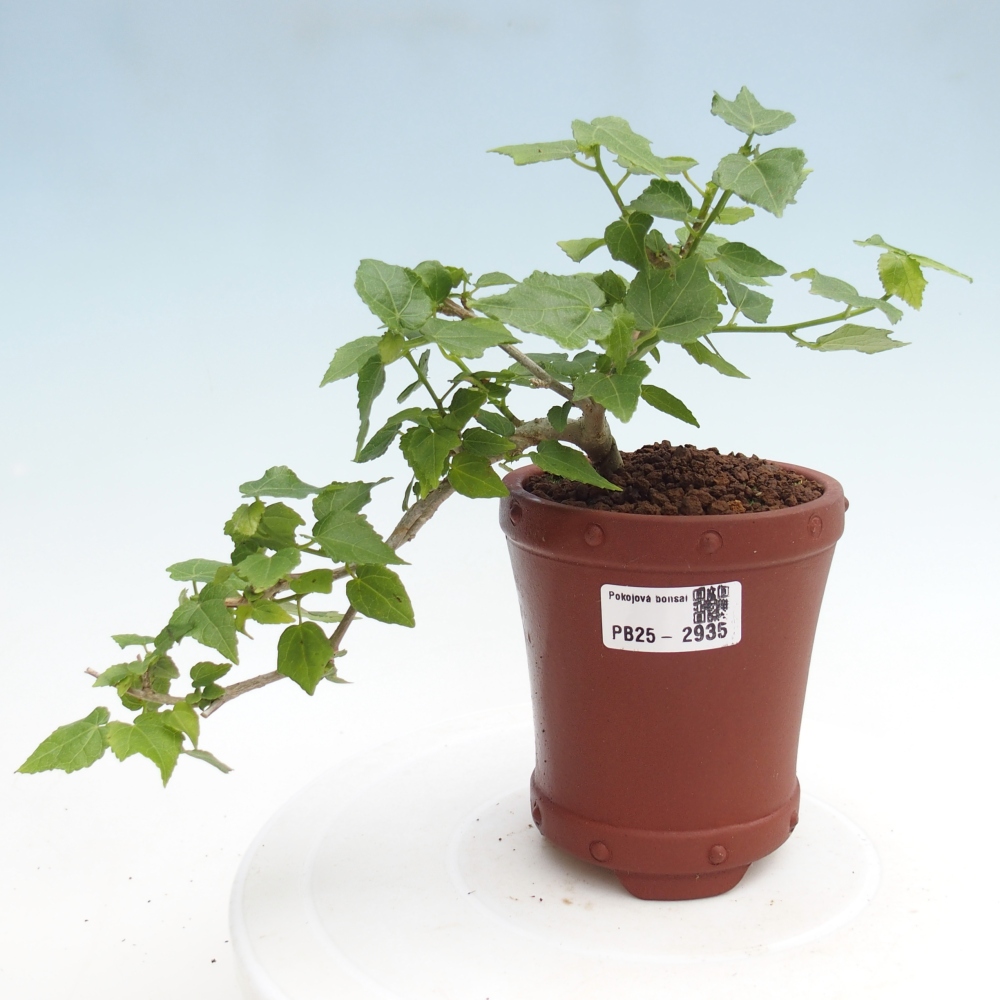 Izbová bonsai - Malvaviscus arboreus - ibištekovec drevnatý