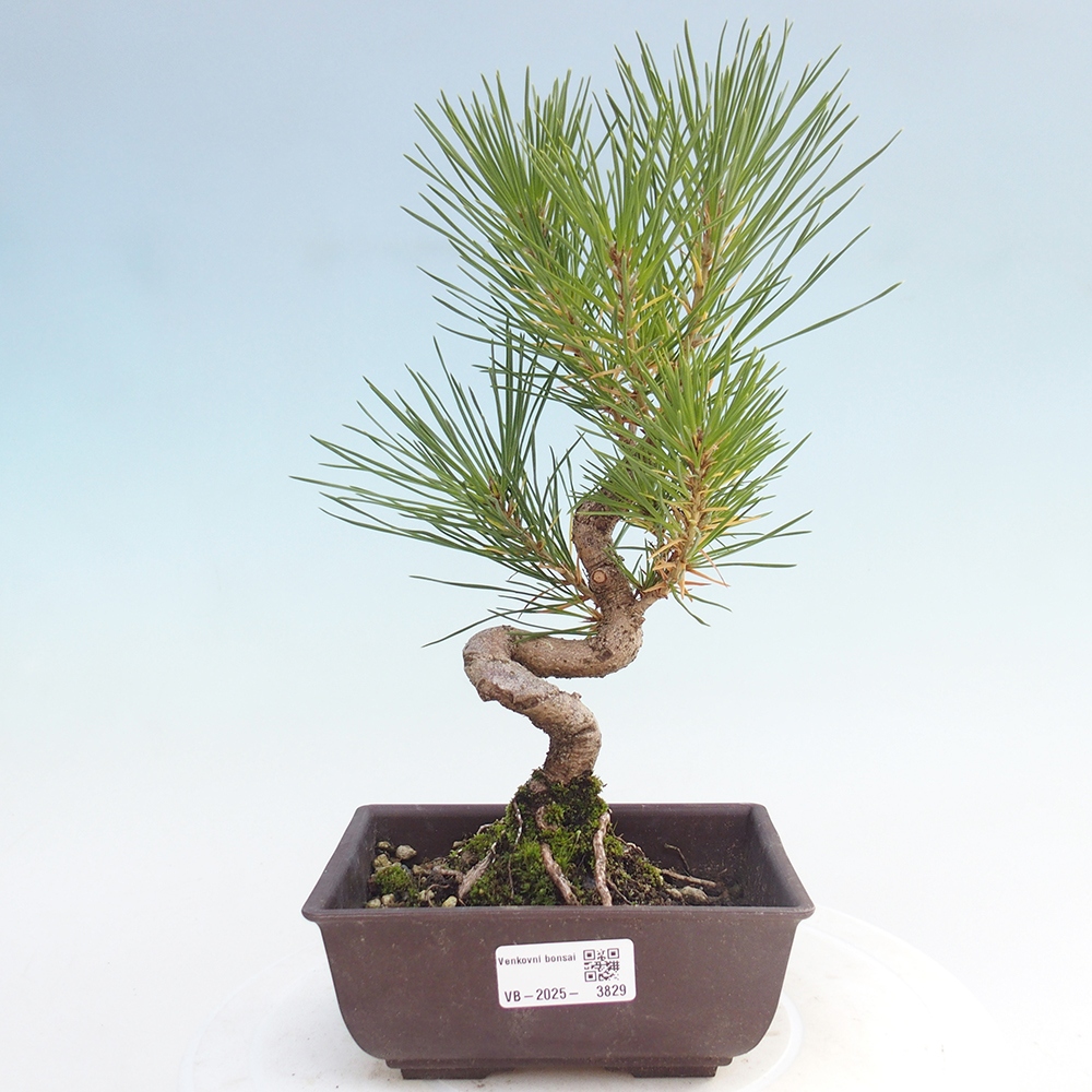 Vonkajšie bonsaje - Pinus thunbergii - borovica Thunbergova