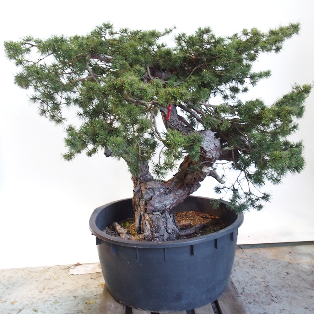 Yamadori - Pinus sylvestris Španielsko
