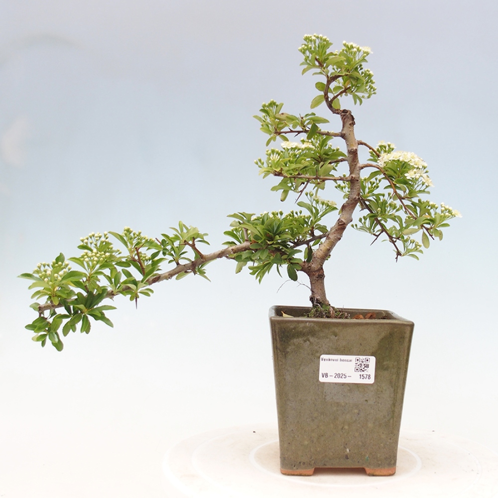 Vonkajšia bonsai-Pyracanta Teton -Hlohyně