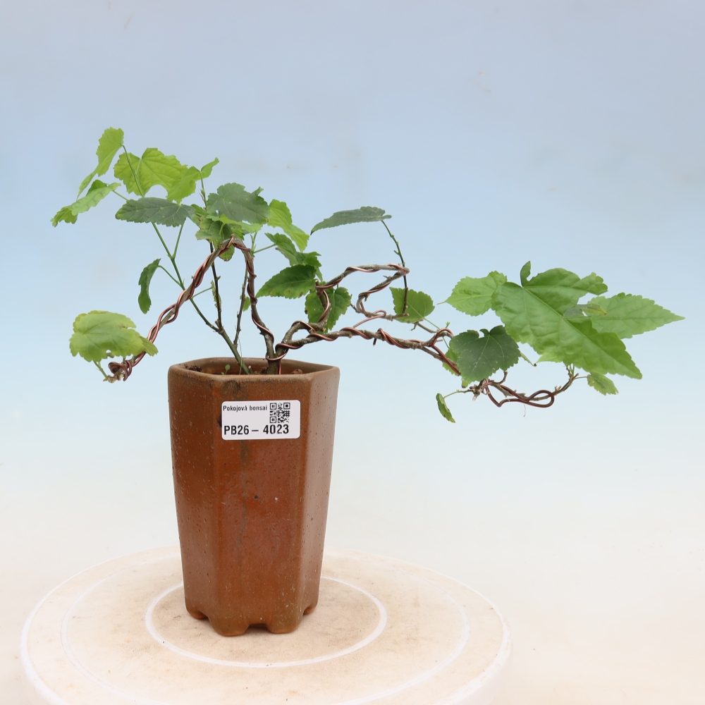 Izbový bonsaj - Abutilon Big Bell - Cloudberry