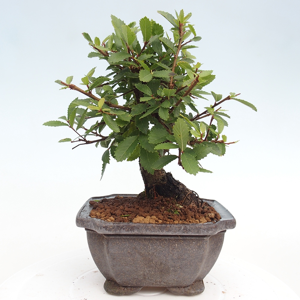 Vonkajšie bonsaje - Zelkova - Zelkova NIRE