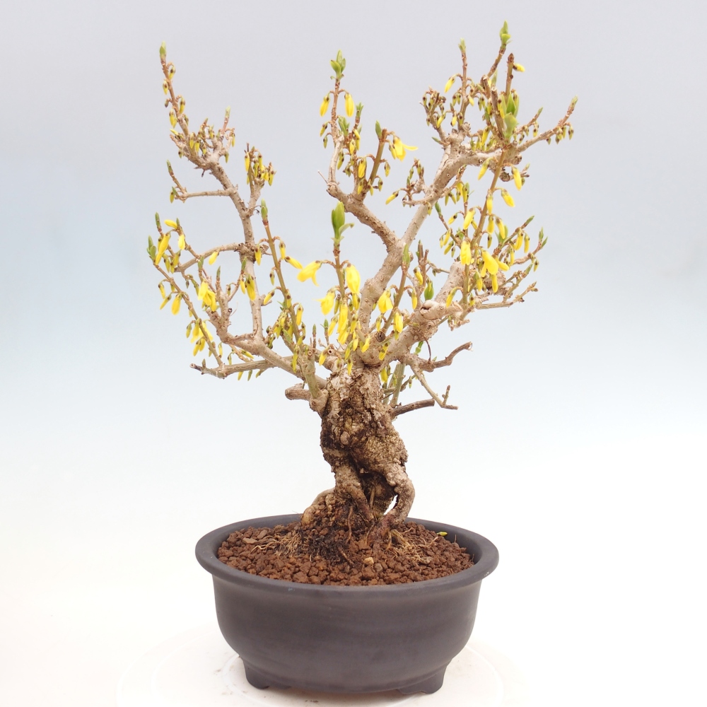 Vonkajšie bonsaje - Zlatice - Forsythia koreana