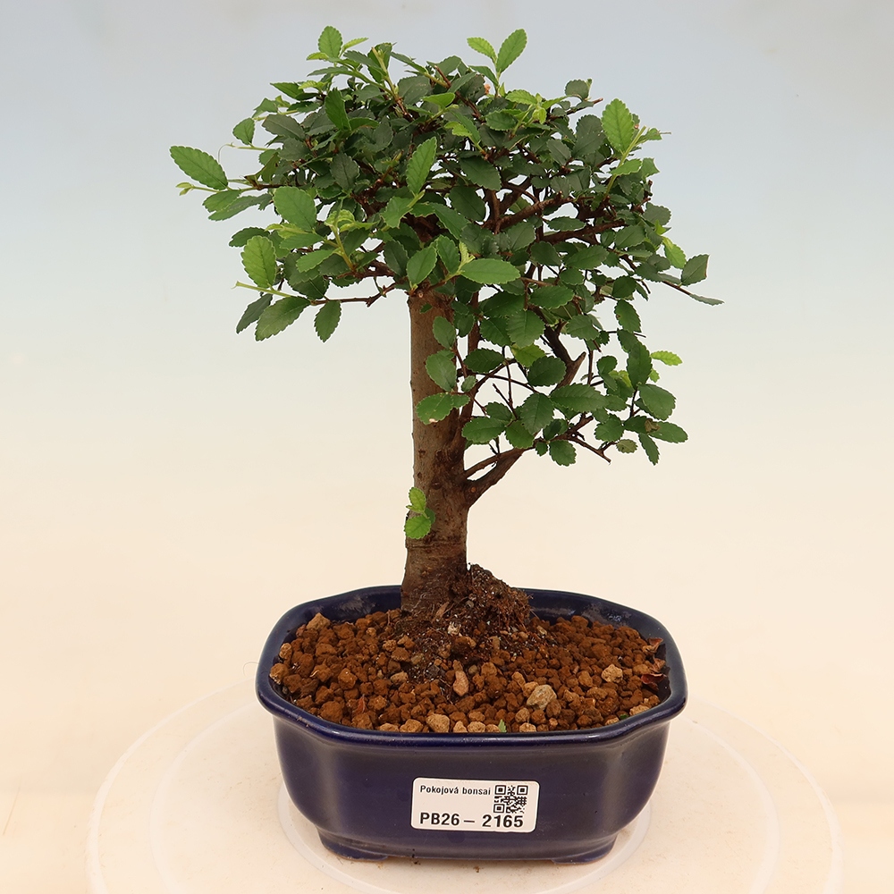 Izbový bonsaj - Ulmus parvifolia - brest malolistý