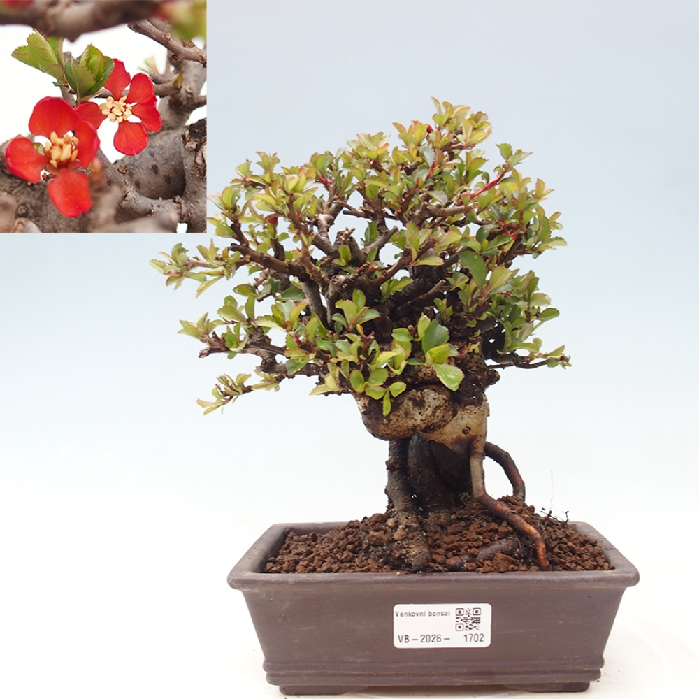 Vonkajšie bonsaje - Chaneomeles speciosa - Kdoule