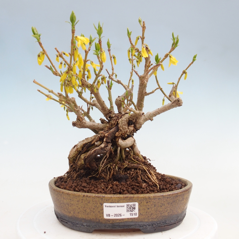 Vonkajšie bonsaje - Zlatice - Forsythia koreana