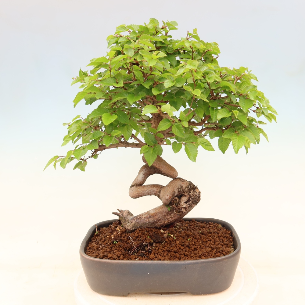 Vonkajší bonsaj -Carpinus coreana - Hrab kórejský