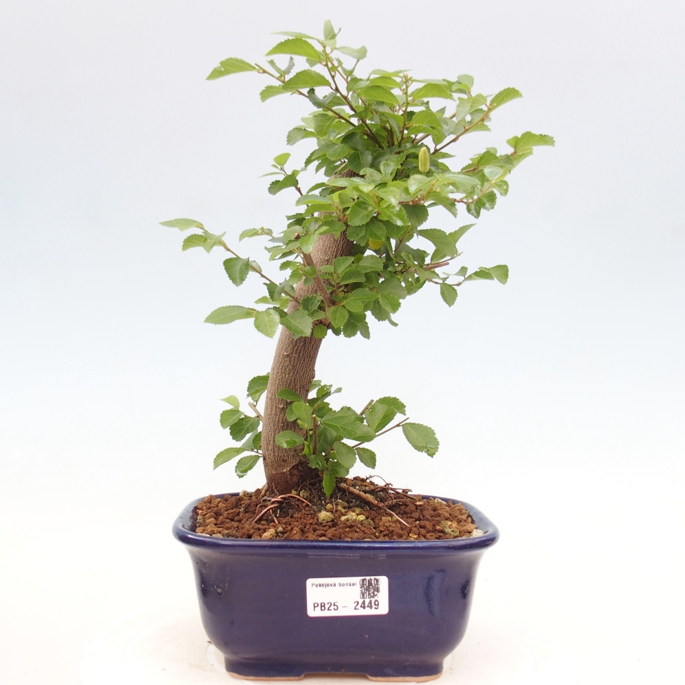 Izbová bonsai - Grewia occidentalis - Hviezdica levanduľová