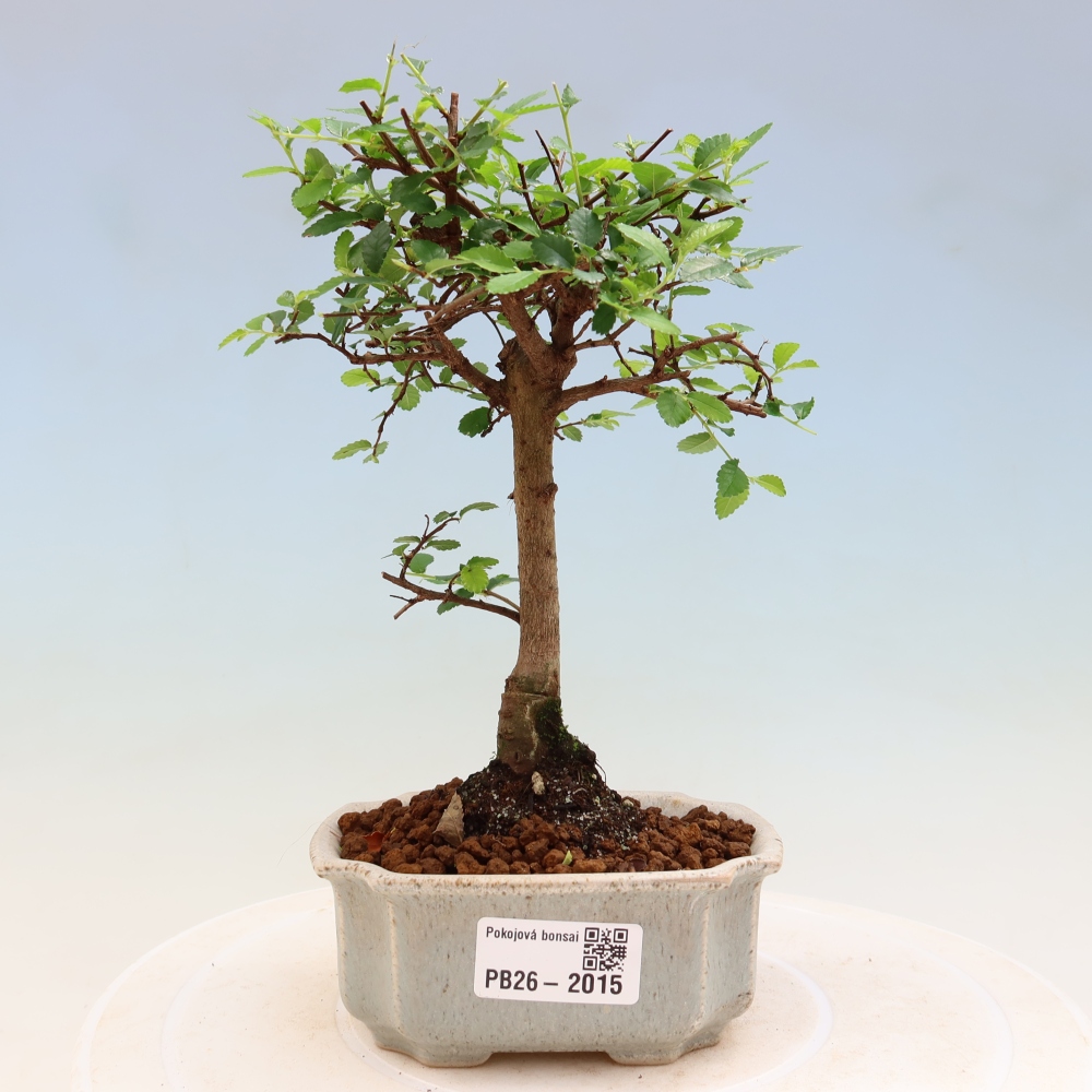 Izbový bonsaj - Ulmus parvifolia - brest malolistý