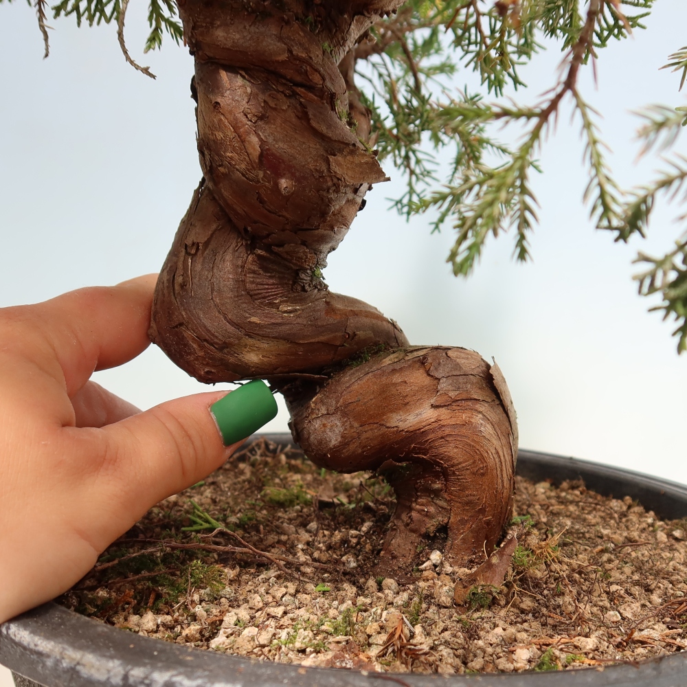 Vonkajší bonsai – Juniperus chinensis Itoigawa – čínsky jalovec
