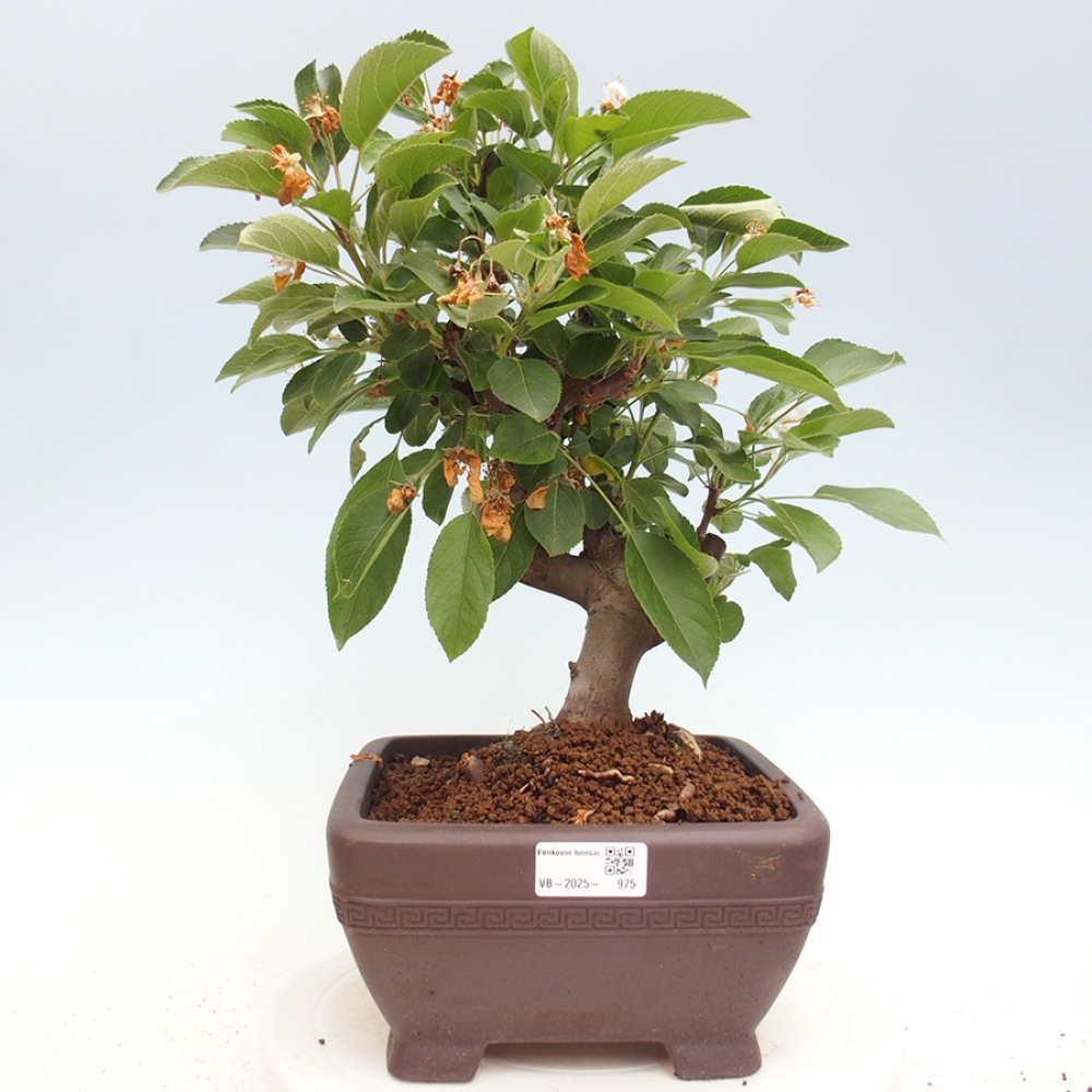 Vonkajší bonsai -Malus halliana - Maloplodá jabloň