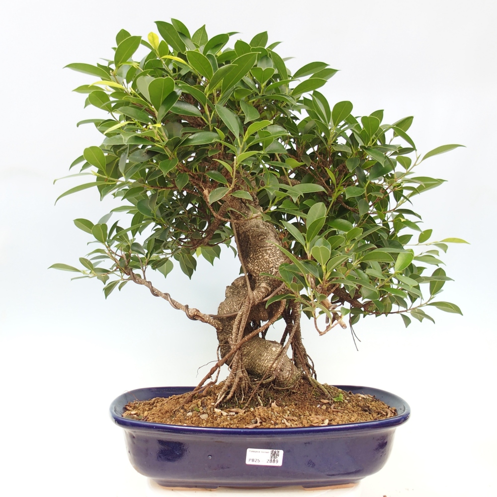 Izbový bonsaj - Ficus kimmen - drobnolistý fikus - len osobný odber alebo preprava na paletách