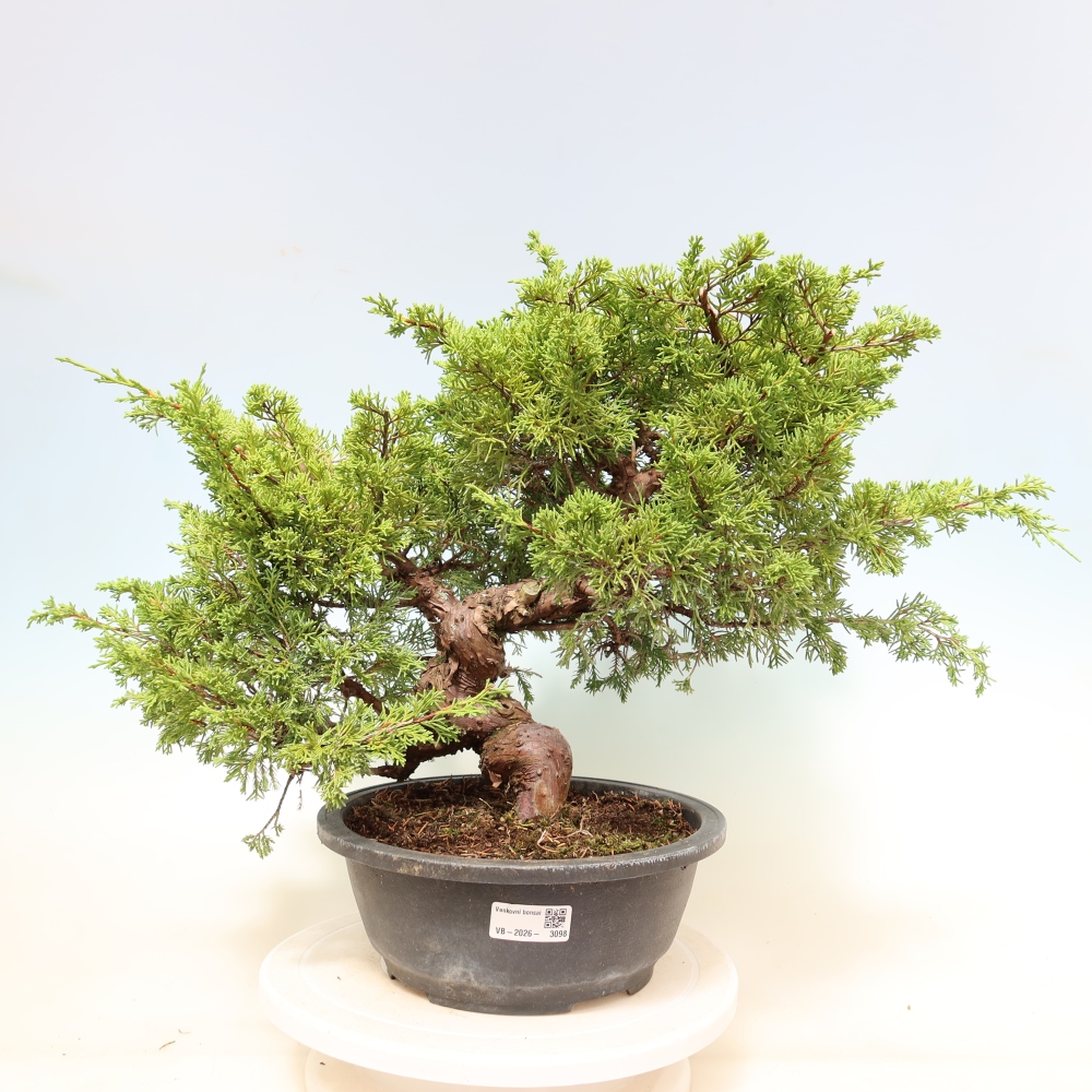 Vonkajší bonsai – Juniperus chinensis Itoigawa – čínsky jalovec