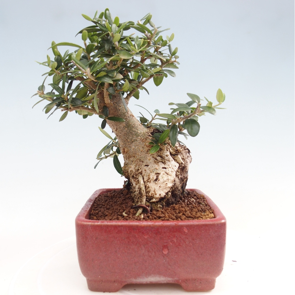 Izbová bonsai - Olea europaea sylvestris -Oliva evropská drobnolistá