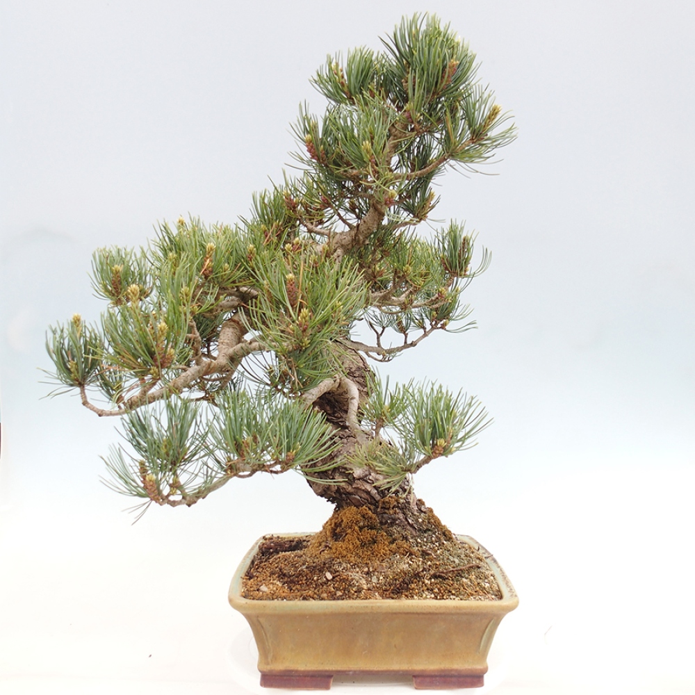 Vonkajšie bonsaje - Pinus parviflora - Pinus parviflora