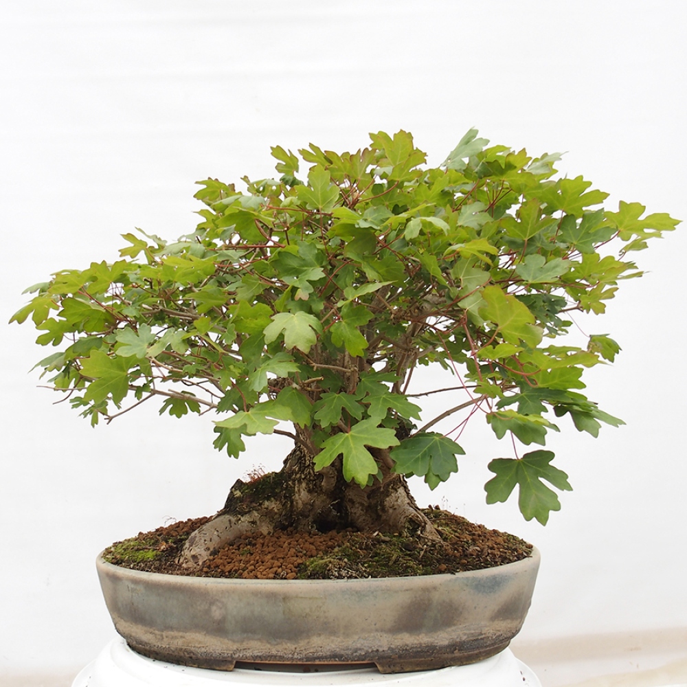 Vonkajší bonsai -Javor babyka - Acer campestre