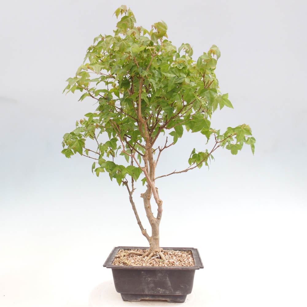 Vonkajšia bonsaj - Acer Buergerianum - Hamburgerový javor
