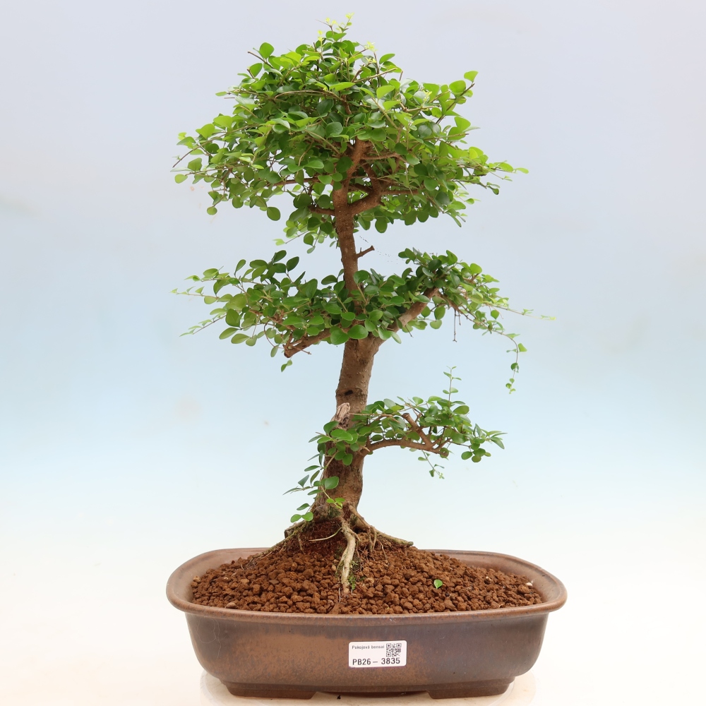 Izbový bonsaj -Ligustrum retusa - drobnolistý vtáčí zob