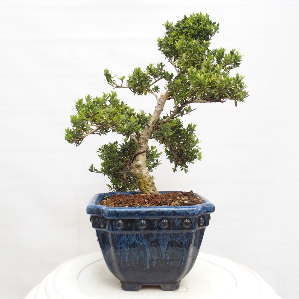 Izbová bonsai - Ilex crenata - Cezmína
