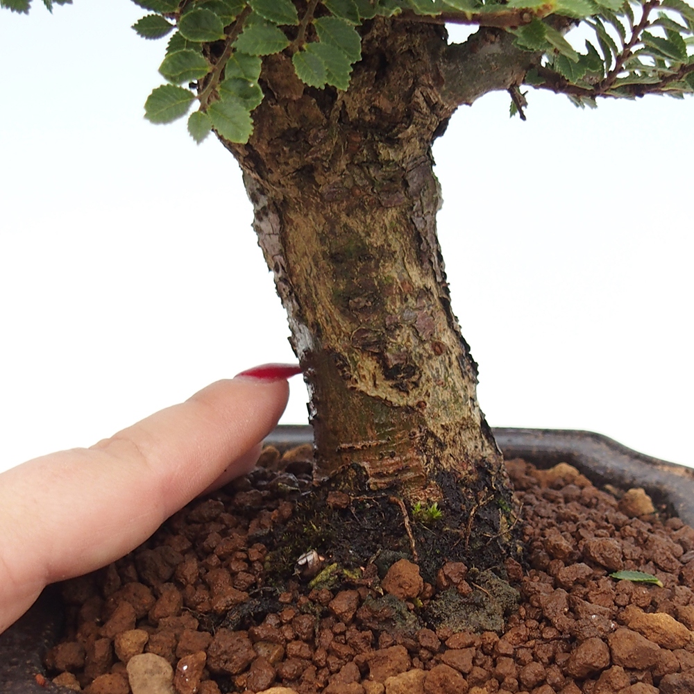 Vonkajší bonsai - Ulmus parvifolia Hokkaido - brest Čínsky