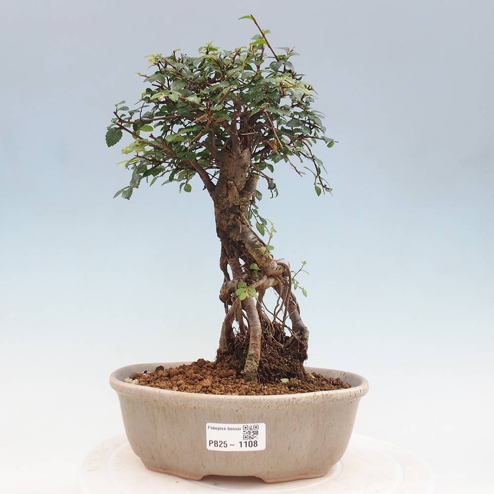 Izbová bonsai - Ulmus parvifolia - Malolistý brest
