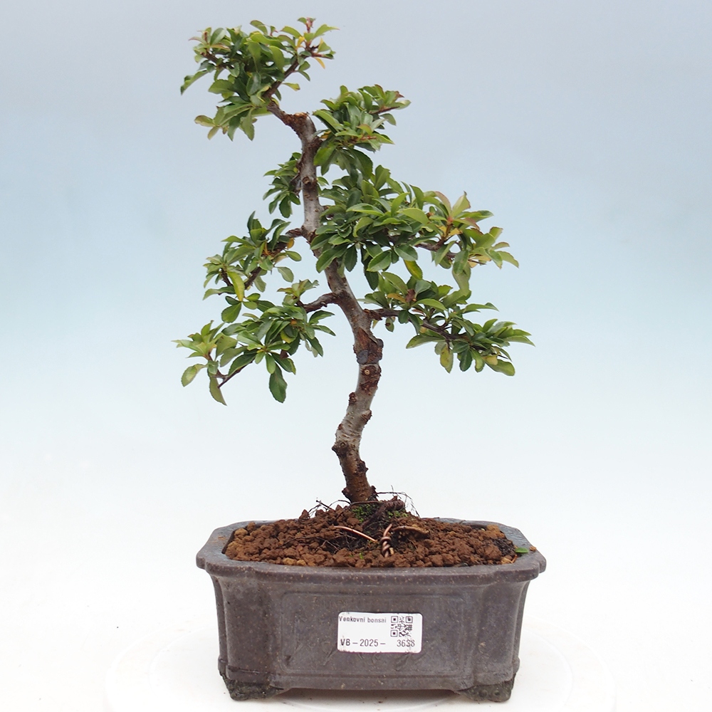 Vonkajšie bonsaje-Pyracantha Teton -Hlox