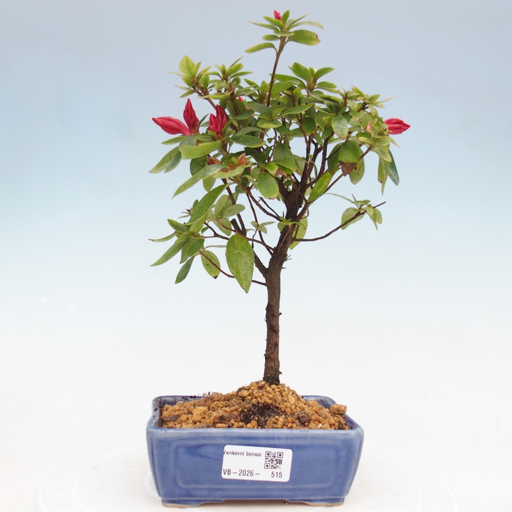 Vonkajšie bonsaje - Japonská azalka - Azalea sp.