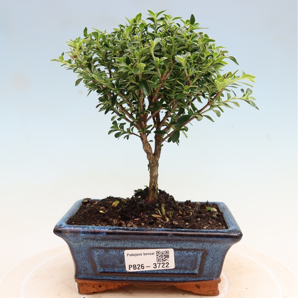 Izba bonsai – Serissa foetida Variegata – Strom tisíc hviezd