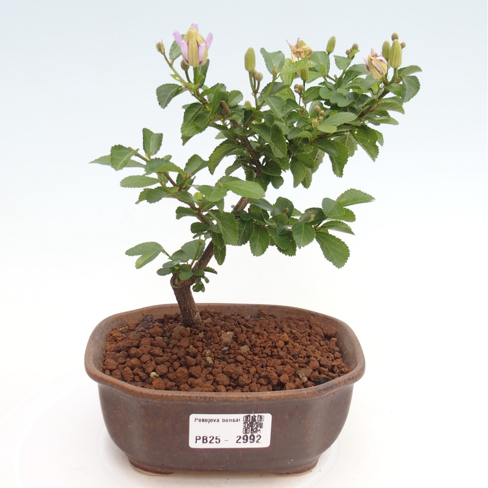 Izbová bonsai - Grewia occidentalis - Hviezdica levanduľová