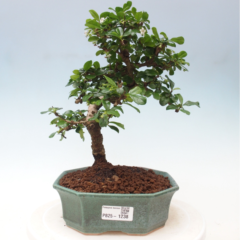 Izbová bonsai - Carmona macrophylla - Čaj fuki