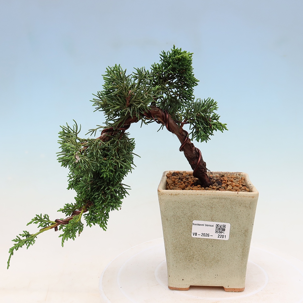 Vonkajší bonsaj - Juniperus chinensis Kishu