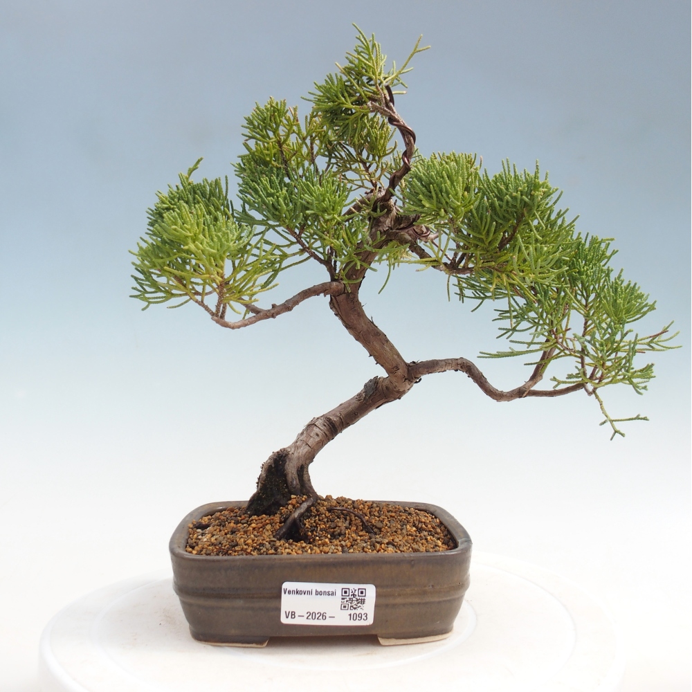 Vonkajší bonsaj - Juniperus chinensis Kishu