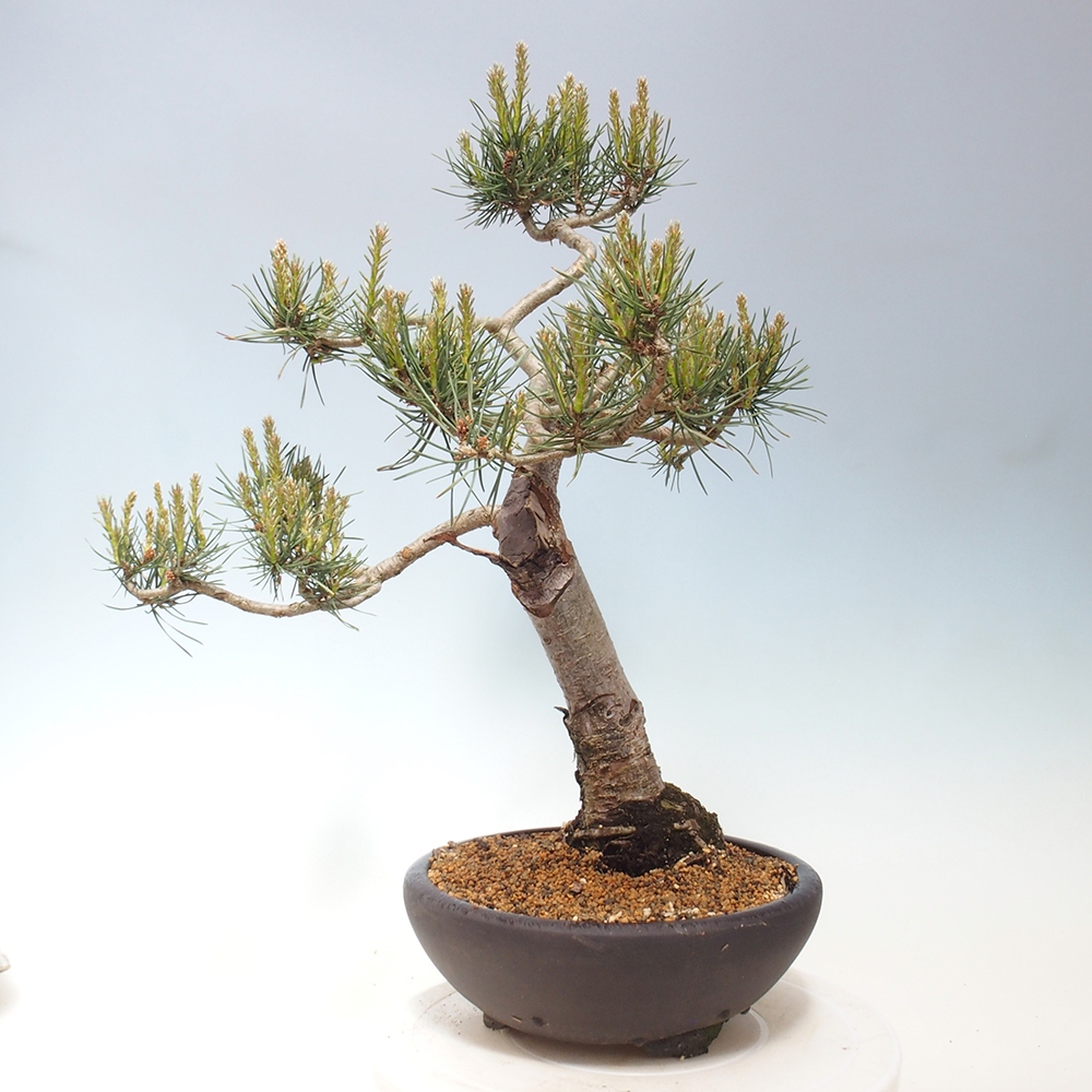 Vonkajšie bonsai - Pinus Sylvestris - Borovica lesná