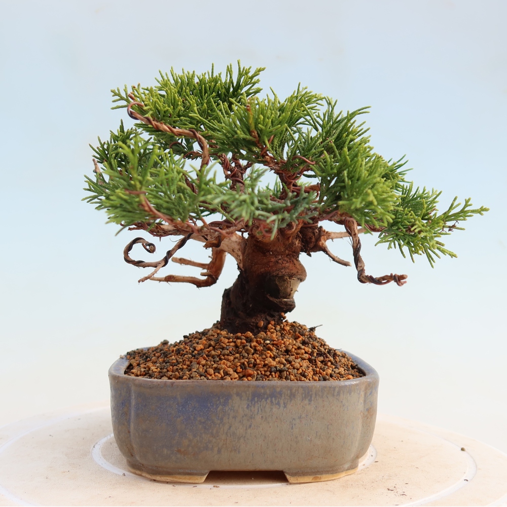 Vonkajší bonsai - Juniperus chinensis Itoigawa -Jalovec čínsky