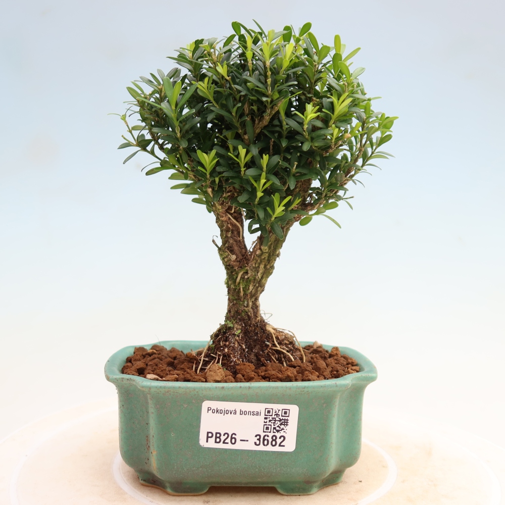 Izbové bonsaje - Buxus harlandii - korkový buxus