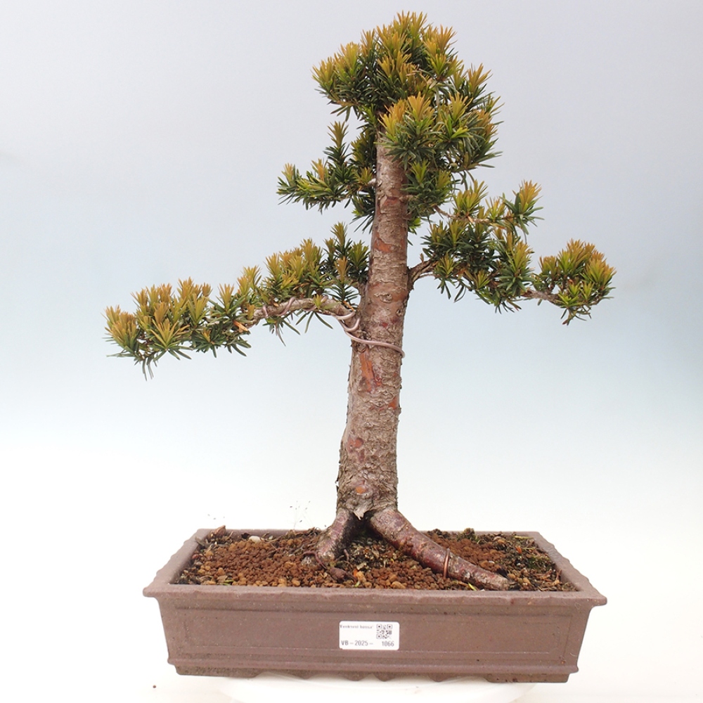 Vonkajší bonsai - Taxus cuspidata - Tis japonský