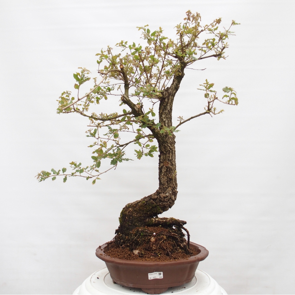Yamadori - Quercus Ilex -Dub cezmínovitý