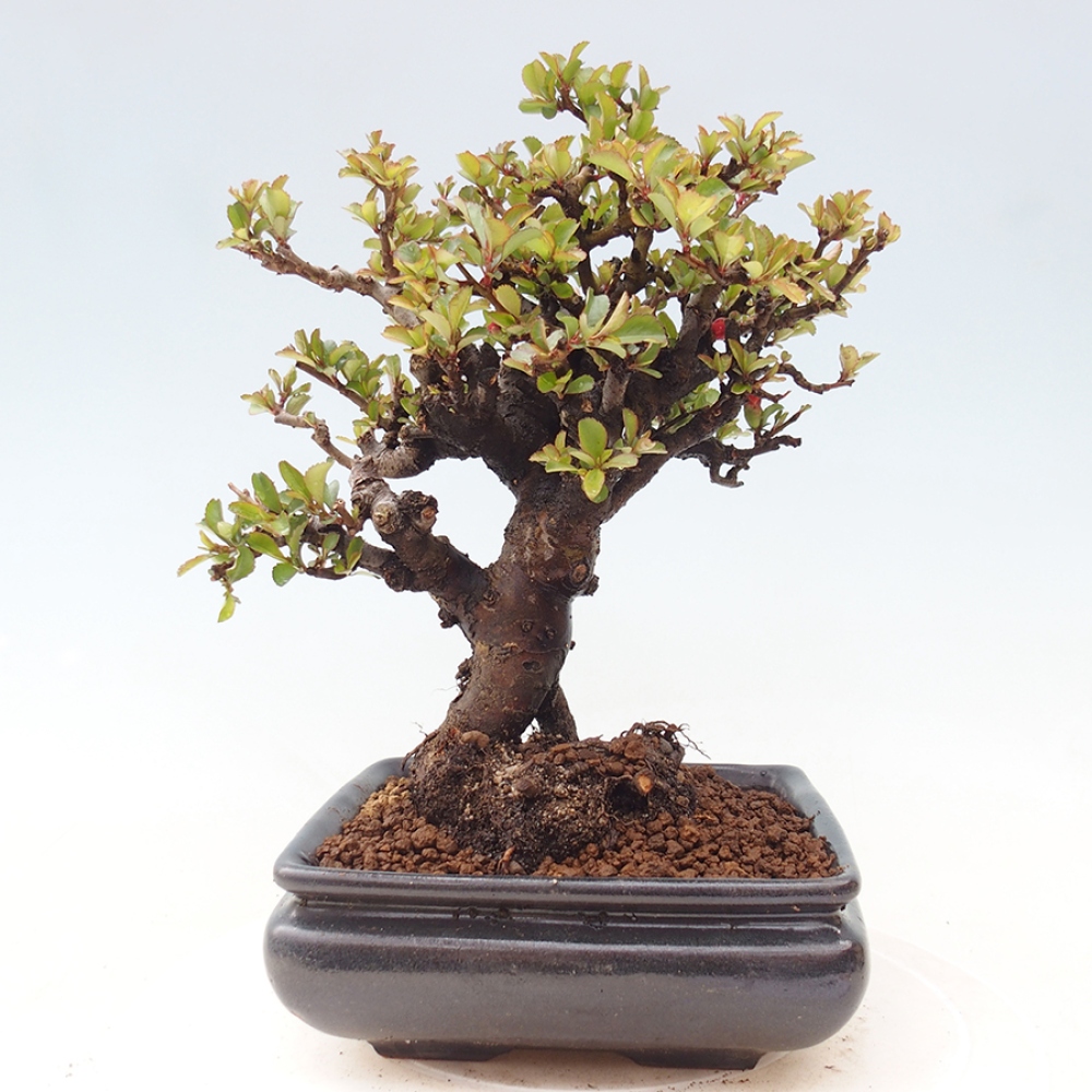 Vonkajšie bonsaje - Chaneomeles speciosa - Kdoule