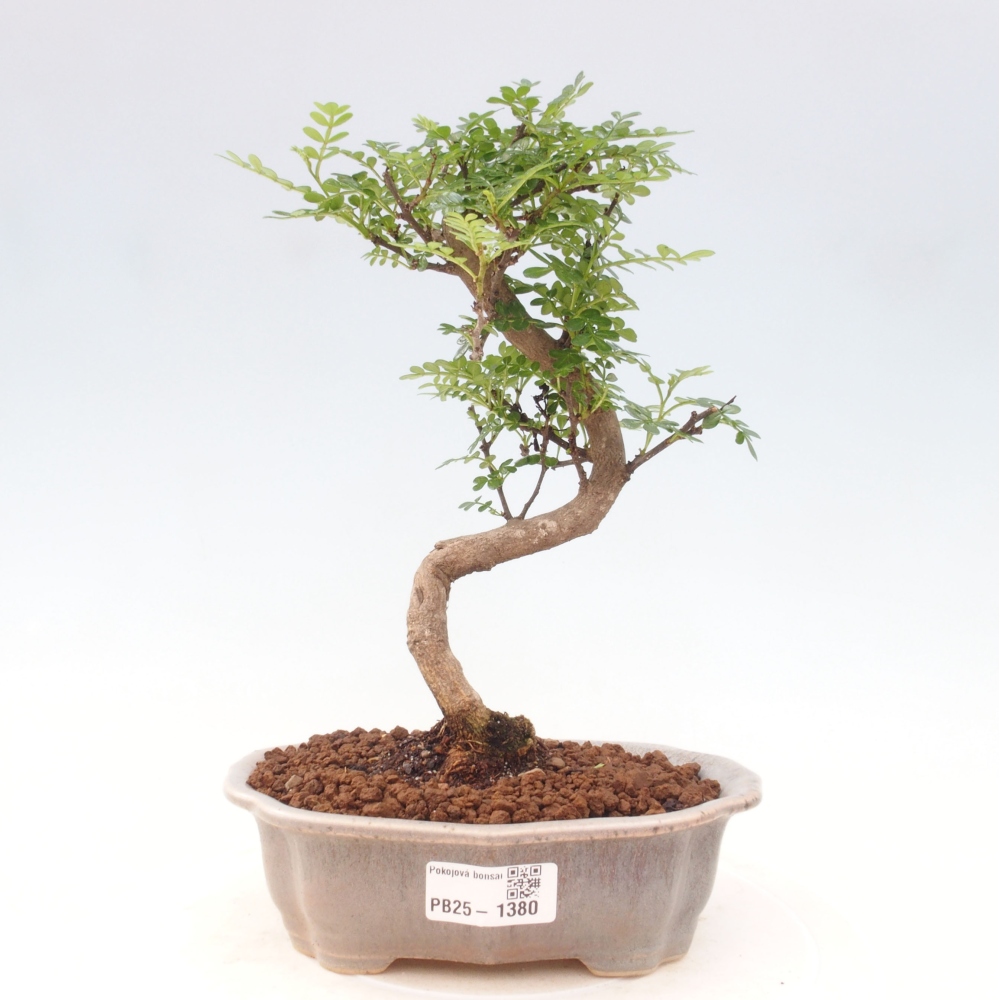 Izbová bonsai - Zantoxylum piperitum - piepor