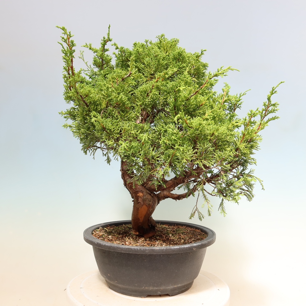 Vonkajší bonsai – Juniperus chinensis Itoigawa – čínsky jalovec