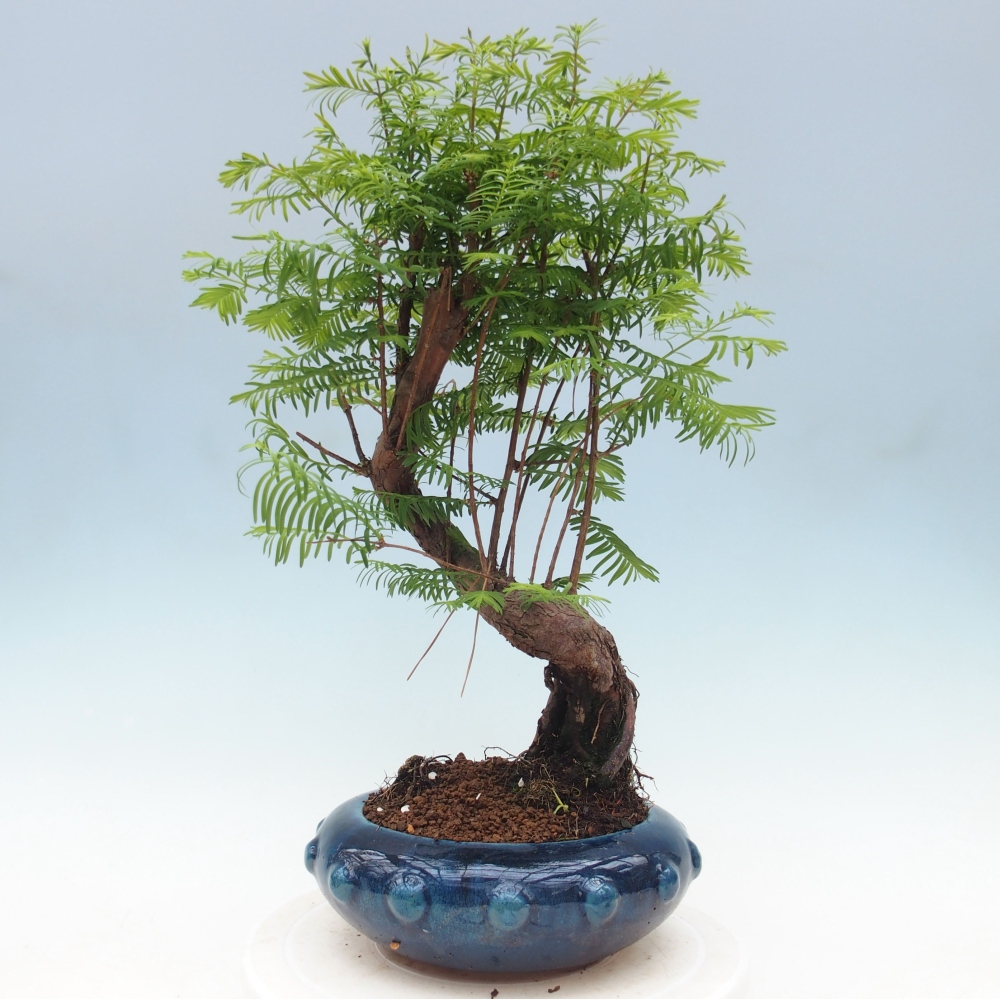 Vonkajšie bonsai - Metasequoia glyptostroboides - Metasekvoja Čínska