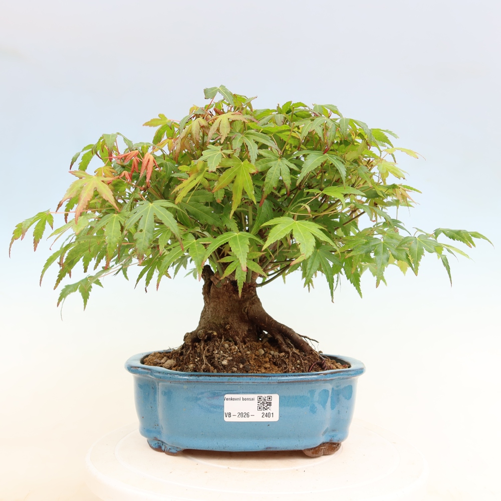 Vonkajšie bonsaje - Javor Burger - Acer Burgerianum