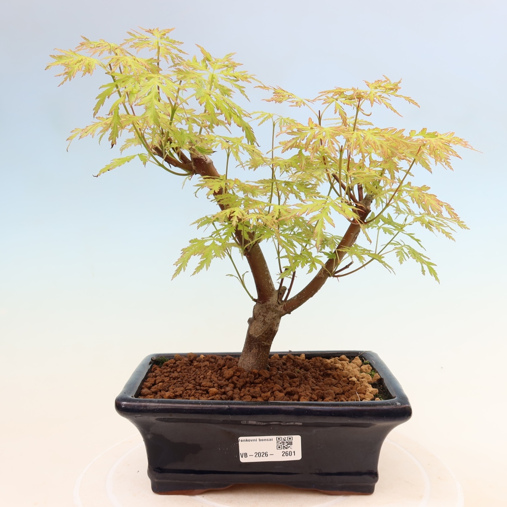 Vonkajší bonsai – Acer palmatum Dissectum – javor dlaňolistý 